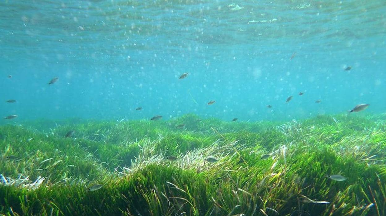 Playa Vilafortuny con All Blue Diving. Playa del Cavet