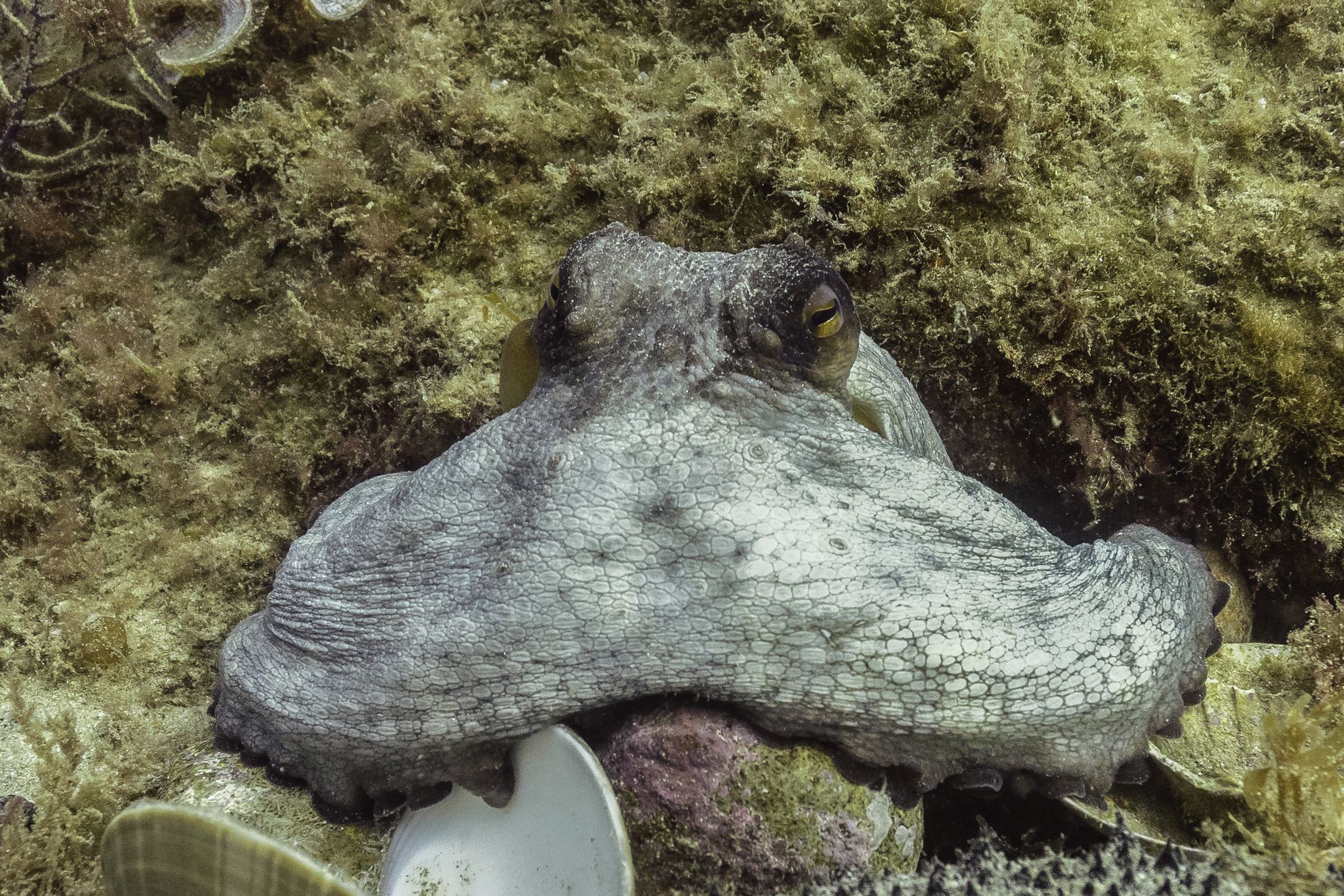Playa Vilafortuny con All Blue Diving