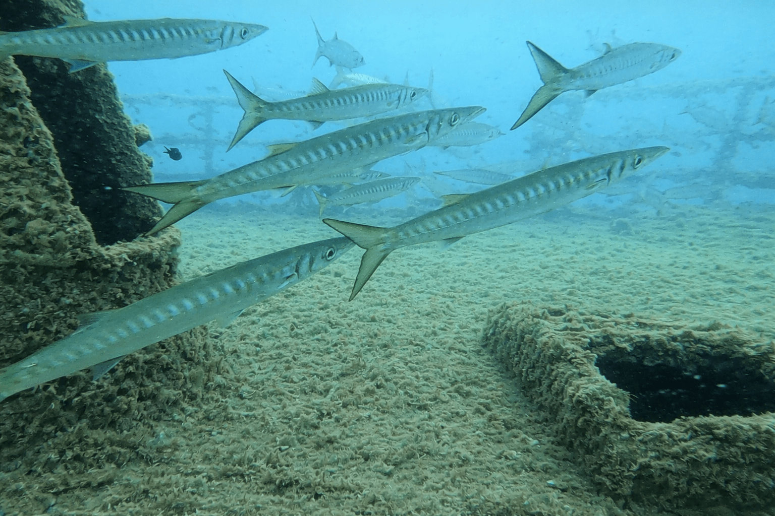 Barracudas en la Dragonera del Parque Subacuático de Tarragona