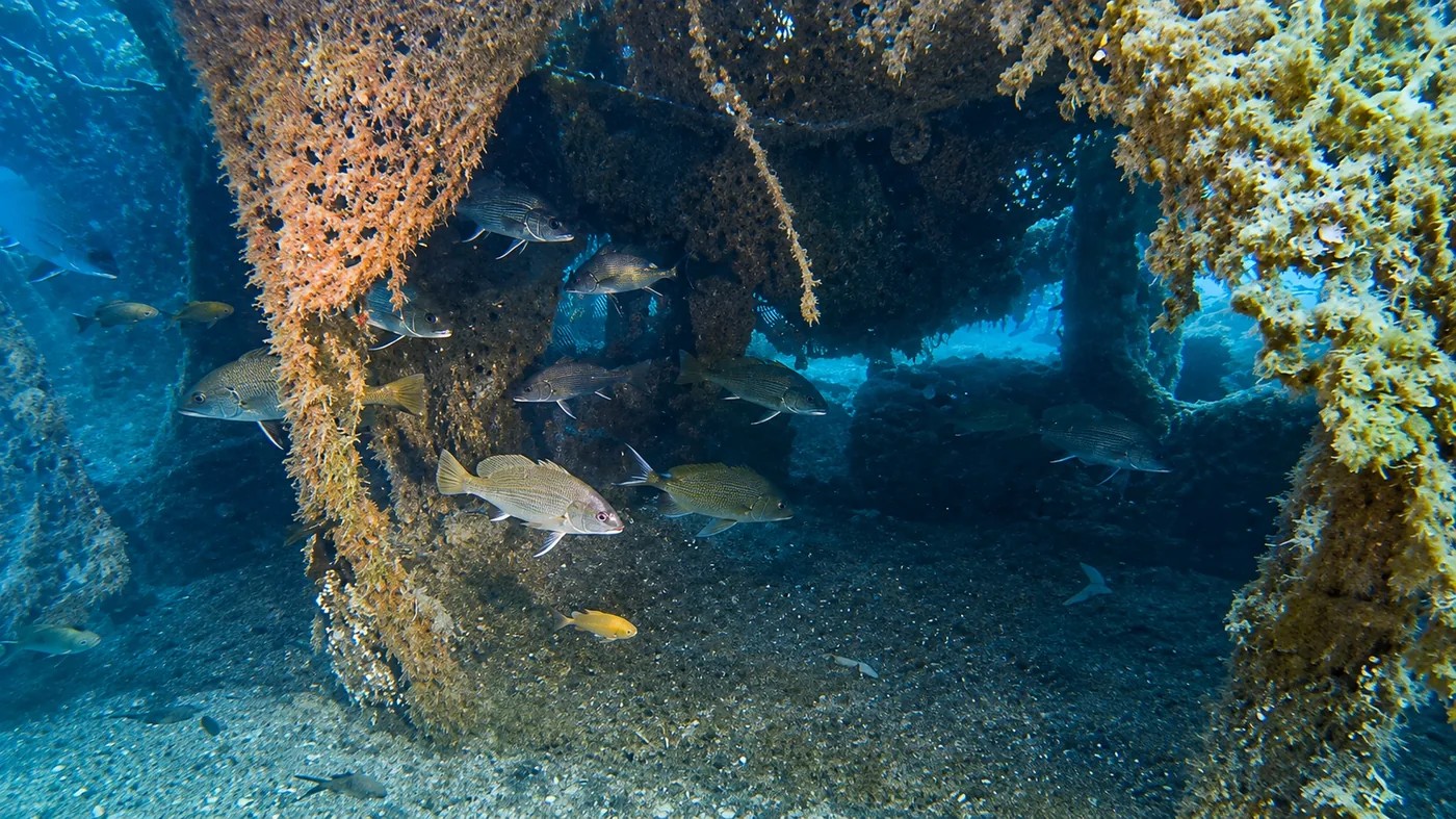 El Canal, punto de buceo en Cambrils con una antigua barca convertida en refugio marino