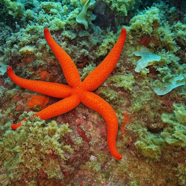 Estrella de mar en el fondo marino de Cambrils