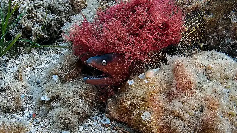 Morena en L'emissari, punto de buceo en Cambrils