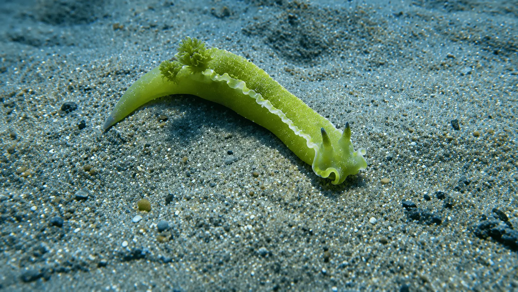 Nudibranquio en El Molinet de Cambrils