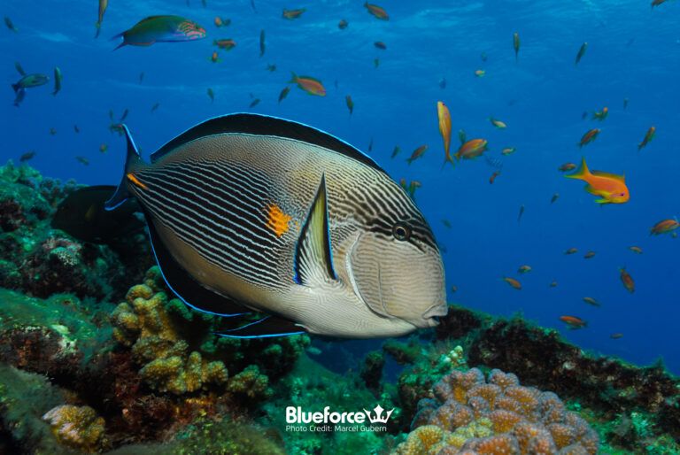 Viaje de buceo al Mar Rojo