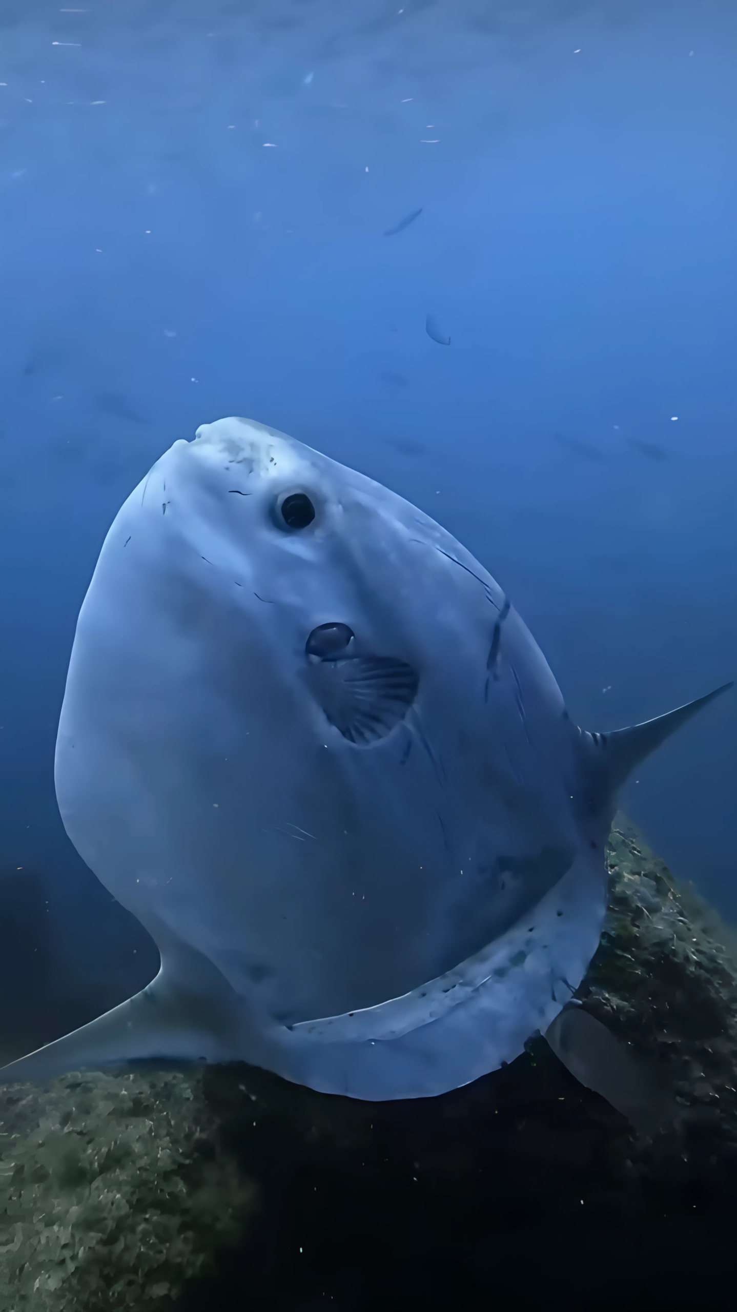 Pez luna durante una salida de buceo al Biotopo de Torredembarra