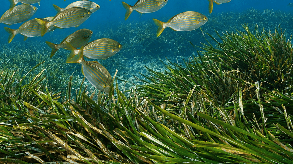 Biodiversidad marina para actividades de empresa en Cambrils