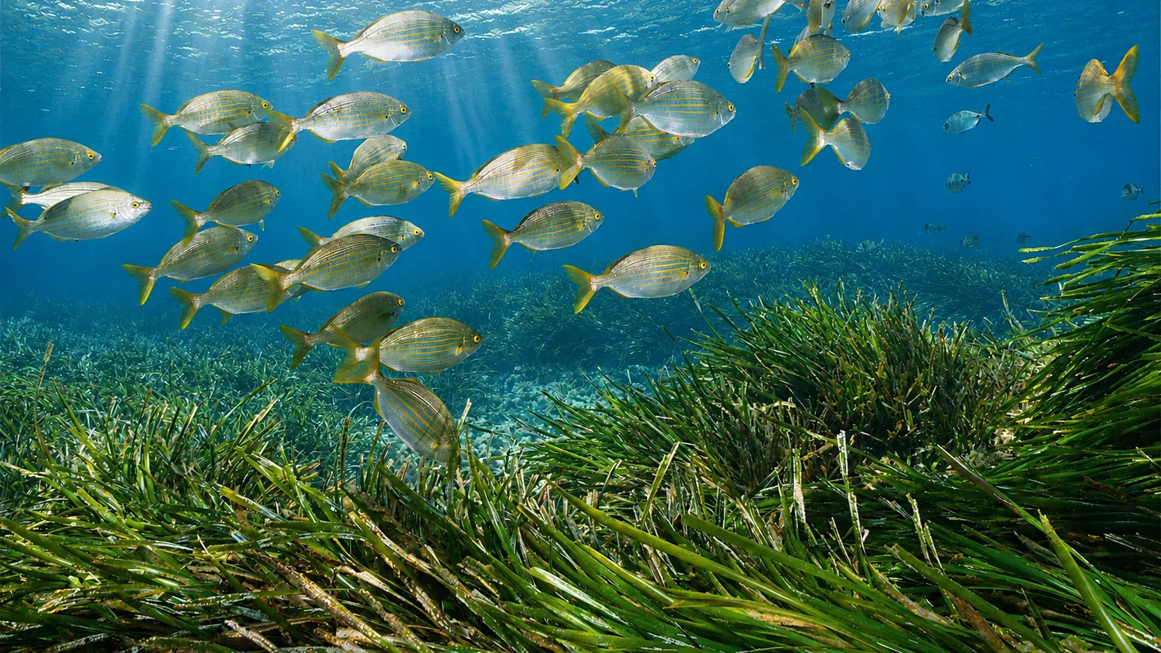 Posidonia observada en el fondo marino de Cambrils
