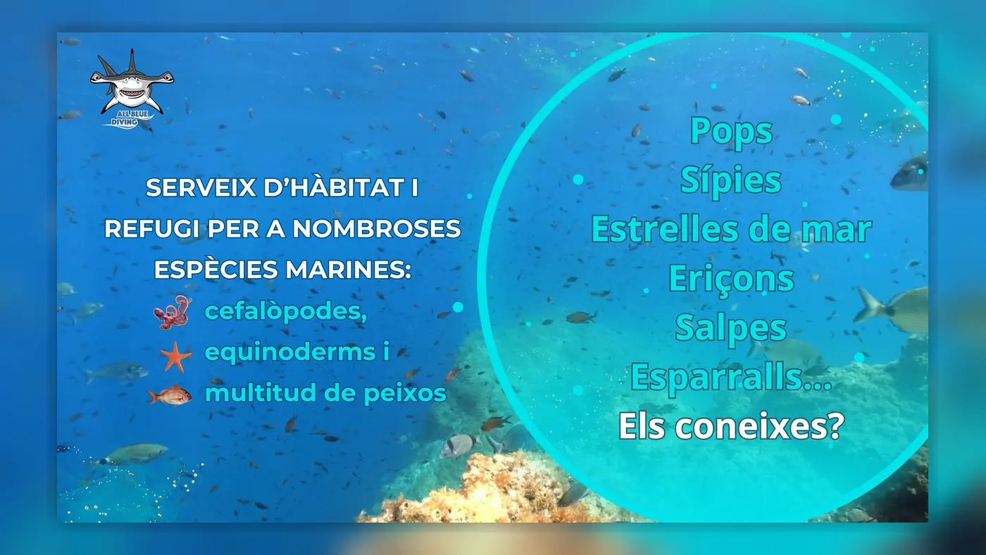 Detalle de la presentación educativa sobre la posidonia