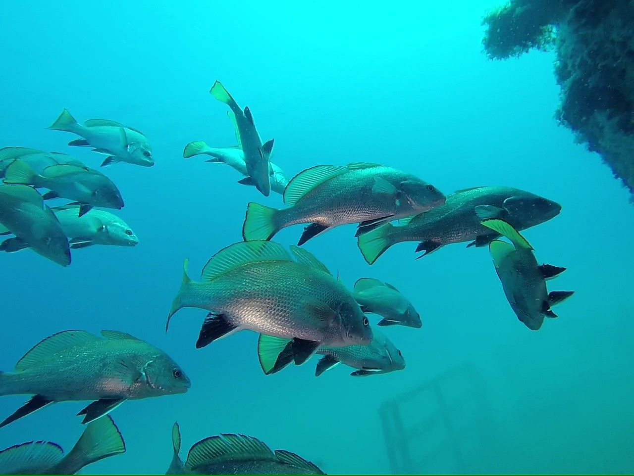 Banco de peces en el Parque Subacuático de Tarragona